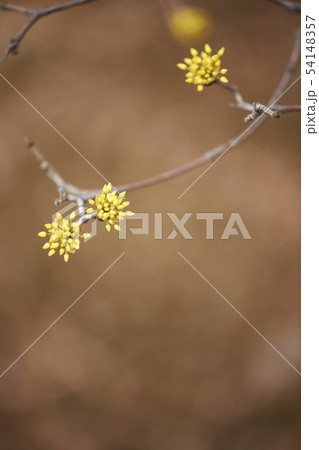 植物 サンシュユ 枝 54148357