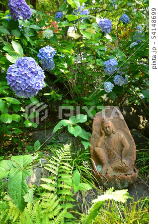 高幡不動尊の紫陽花 日野市 高幡不動尊の紫陽花 日野市 54148699