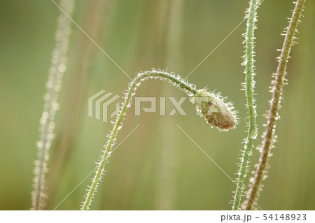 植物 ケシ 花 54148923