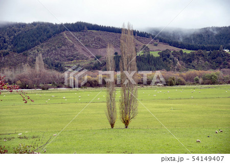 Motupiko valley,South Island,New Zealand Motupiko valley,South Island,New Zealand 54149407