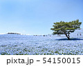 ひたち海浜公園_ネモフィラ01 54150015