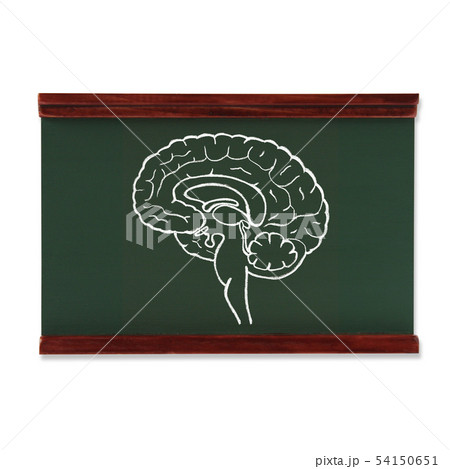 黒板に描かれた脳 54150651