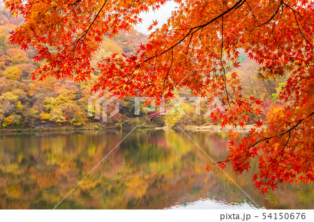 秋の碓氷峠 紅葉の碓氷湖 秋の碓氷峠 紅葉の碓氷湖 54150676