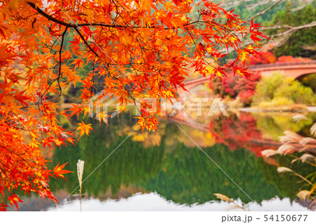 秋の碓氷峠 紅葉の碓氷湖 秋の碓氷峠 紅葉の碓氷湖 54150677