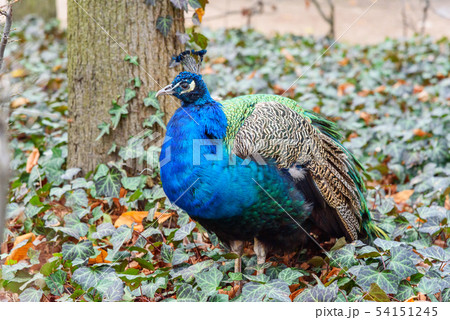 Peacock in Lazienki Park or Royal Baths Park Peacock in Lazienki Park or Royal Baths Park 54151245
