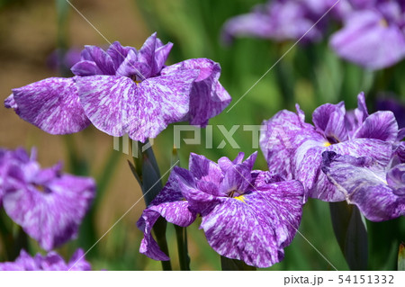 北潟湖菖蒲公園　菖蒲まつり　東鹿子 54151332