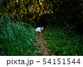 5月の森に住む野生の猫 54151544