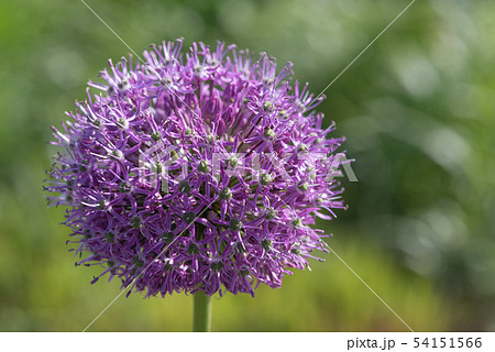 Purple king - Allium jesdianum - close-up view Purple king - Allium jesdianum - close-up view 54151566