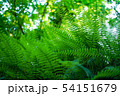 5月の森の中のシダ 54151679
