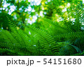 5月の森の中のシダ 54151680