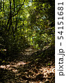 5月の森の中で獣道に刺す陽の光 54151681