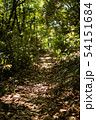5月の森の中で獣道に刺す陽の光 54151684