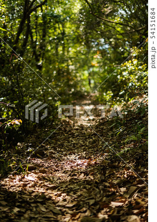 5月の森の中で獣道に刺す陽の光 54151684