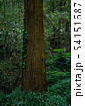 5月の森の中の杉 54151687