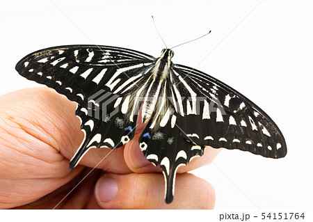 羽化後のアゲハチョウ 手乗り 指 手 羽化後のアゲハチョウ 手乗り 指 手 54151764