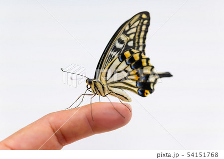 羽化後のアゲハチョウ　手乗り　指　手 54151768