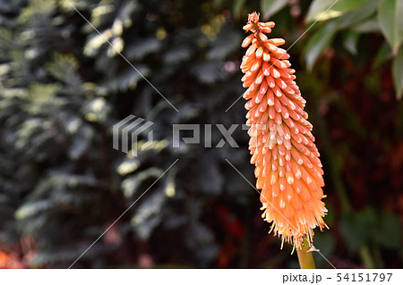 トリトマ 54151797