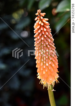 トリトマ トリトマ 54151798