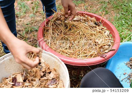 farmer growing straw mushroom in basket in farm. 54153209