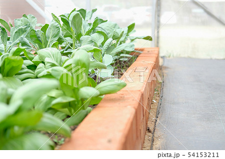 kale & baby bok choy chinese cabbage growing in vegetable farm 54153211