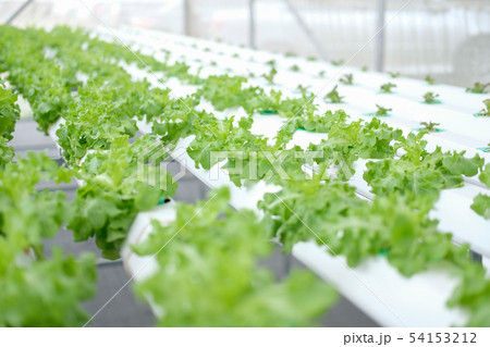 lettuce vegetable growing in hydroponic farm 54153212