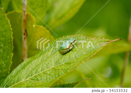 アジサイの葉に乗るアマガエル 54153532