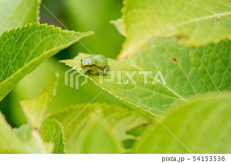 アジサイの葉に乗るアマガエル 54153536