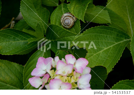 カタツムリとアジサイの花 54153537
