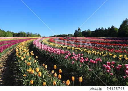 ちゅーりっぷ9613 54153743