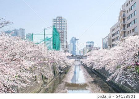 東京都　サクラの名所　目黒川の春　田道橋から 54153901