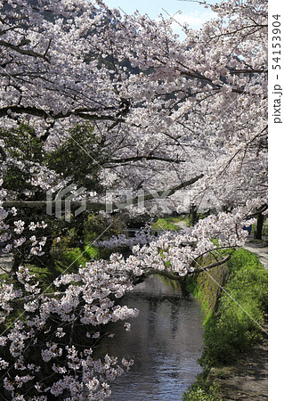 哲学の道-桜-ソメイヨシノ-京都-日本 54153904