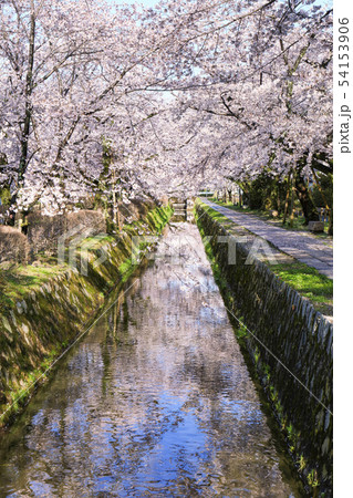 哲学の道-桜-ソメイヨシノ-京都-日本 54153906