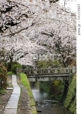 哲学の道-桜-ソメイヨシノ-京都-日本 54153907