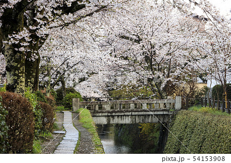 哲学の道-桜-ソメイヨシノ-京都-日本 54153908