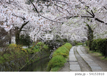 哲学の道-桜-ソメイヨシノ-京都-日本 54153910