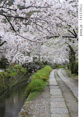 哲学の道-桜-ソメイヨシノ-京都-日本 54153911