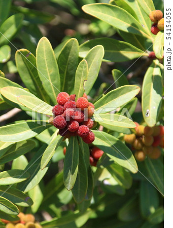 ヤマモモ 54154055