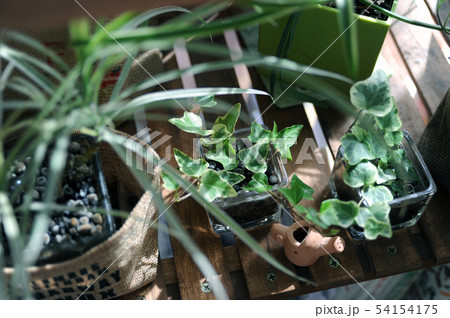 窓辺の観葉植物 54154175