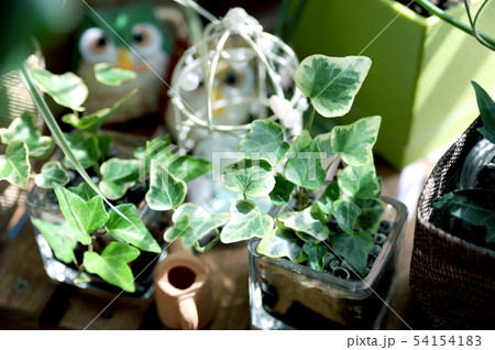 窓辺の観葉植物 窓辺の観葉植物 54154183