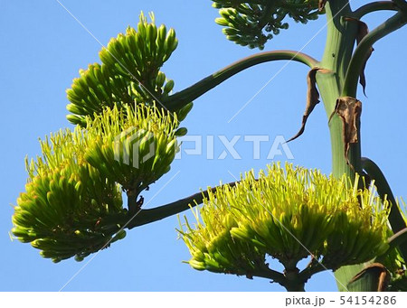 リュウゼツラン リュウゼツラン 54154286