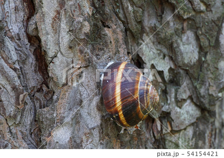 Close-up of sleeping grape snail Helix pomatia Close-up of sleeping grape snail Helix pomatia 54154421