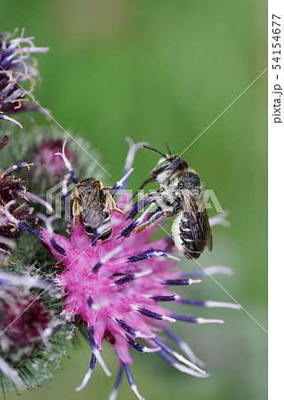 Macro of fluffy Caucasian bee Megachile rotundata Macro of fluffy Caucasian bee Megachile rotundata 54154677