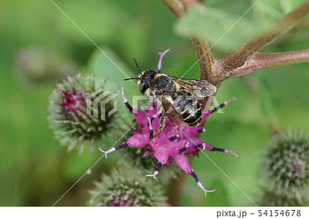Macro of Caucasian bee leafworm Megachile Macro of Caucasian bee leafworm Megachile 54154678