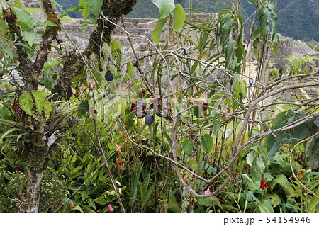 マチュピチュ遺跡　植物園 54154946