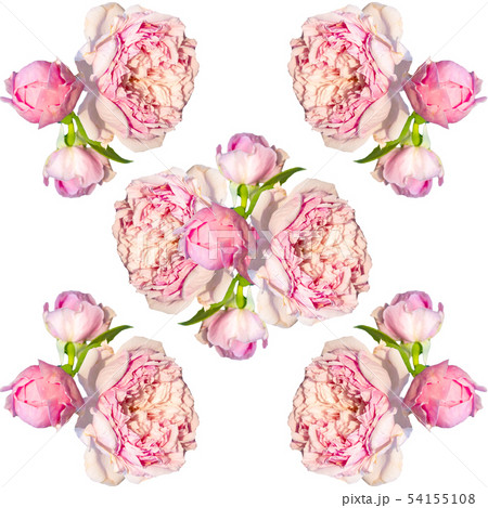 Pink rose seamless pattern isolated. 54155108