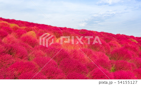 Kochia in autumn at Ibaraki, Japan. Kochia in autumn at Ibaraki, Japan. 54155127