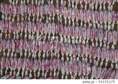 Delicious dry squid in Thailand. Delicious dry squid in Thailand. 54155175