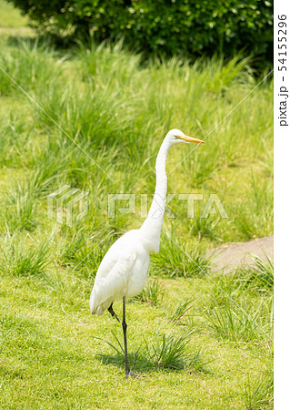 【ダイサギ】 大ケガ・片足 【ダイサギ】 大ケガ・片足 54155296