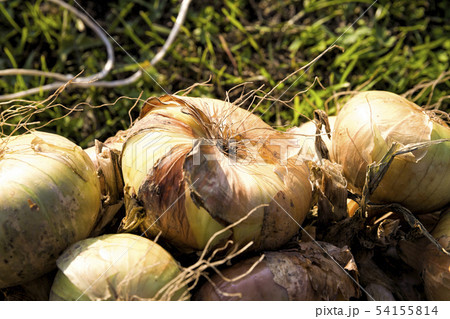 onion harvest 54155814