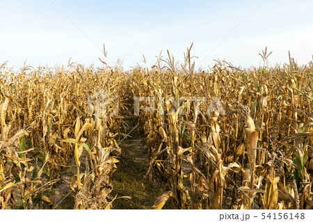 agriculture, corn closeup agriculture, corn closeup 54156148